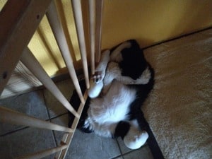 Landseer Welpe liegt halb von der Matratze gerutscht und halb unter dem Kindergitter auf dem Rücken schlafend unter der Treppe