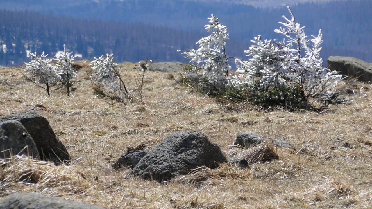 noch im Februar mit Schnee bedeckte Bäume auf dem Brocken