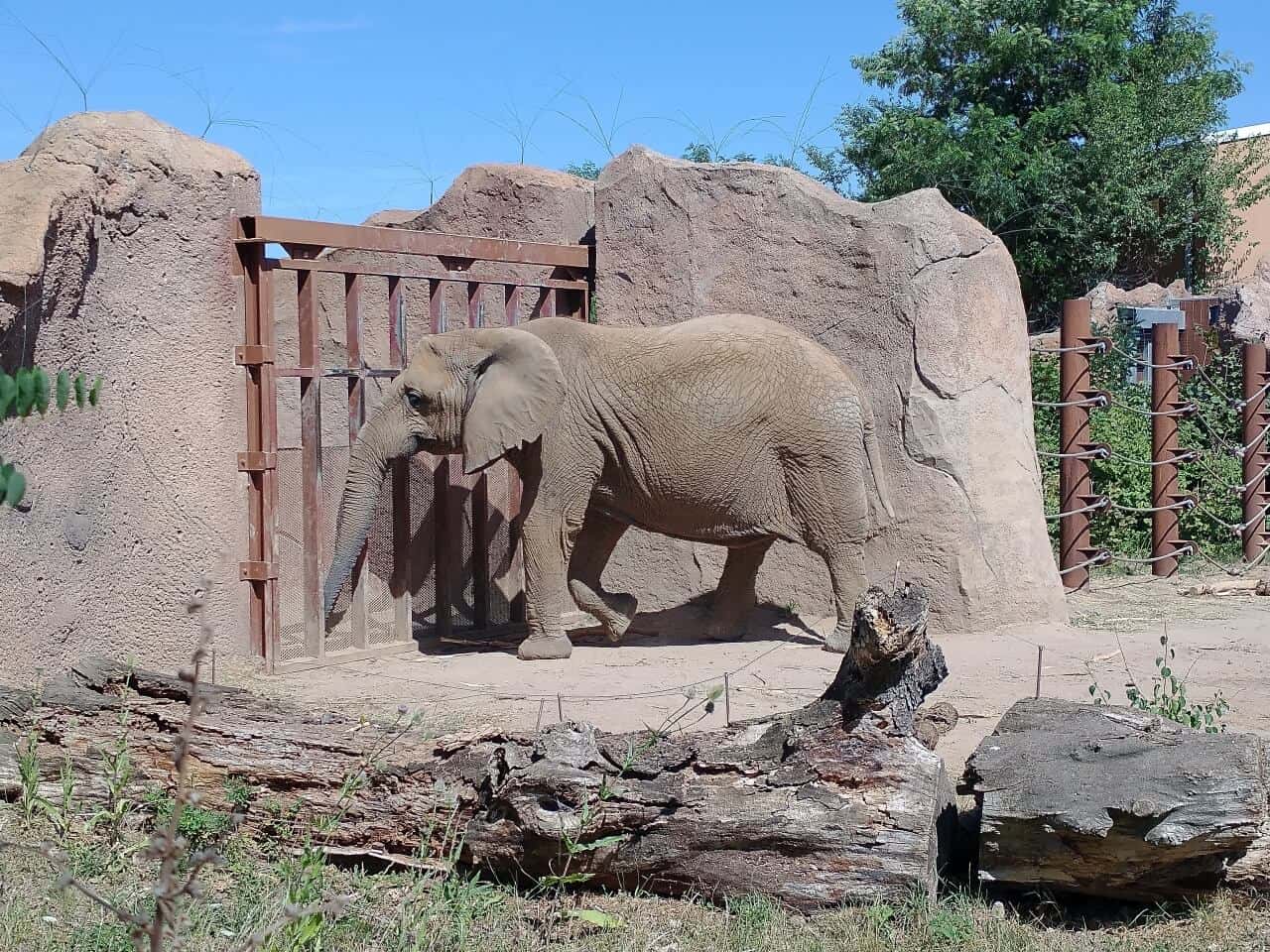 Zoologischer Garten Magdeburg- Elefant