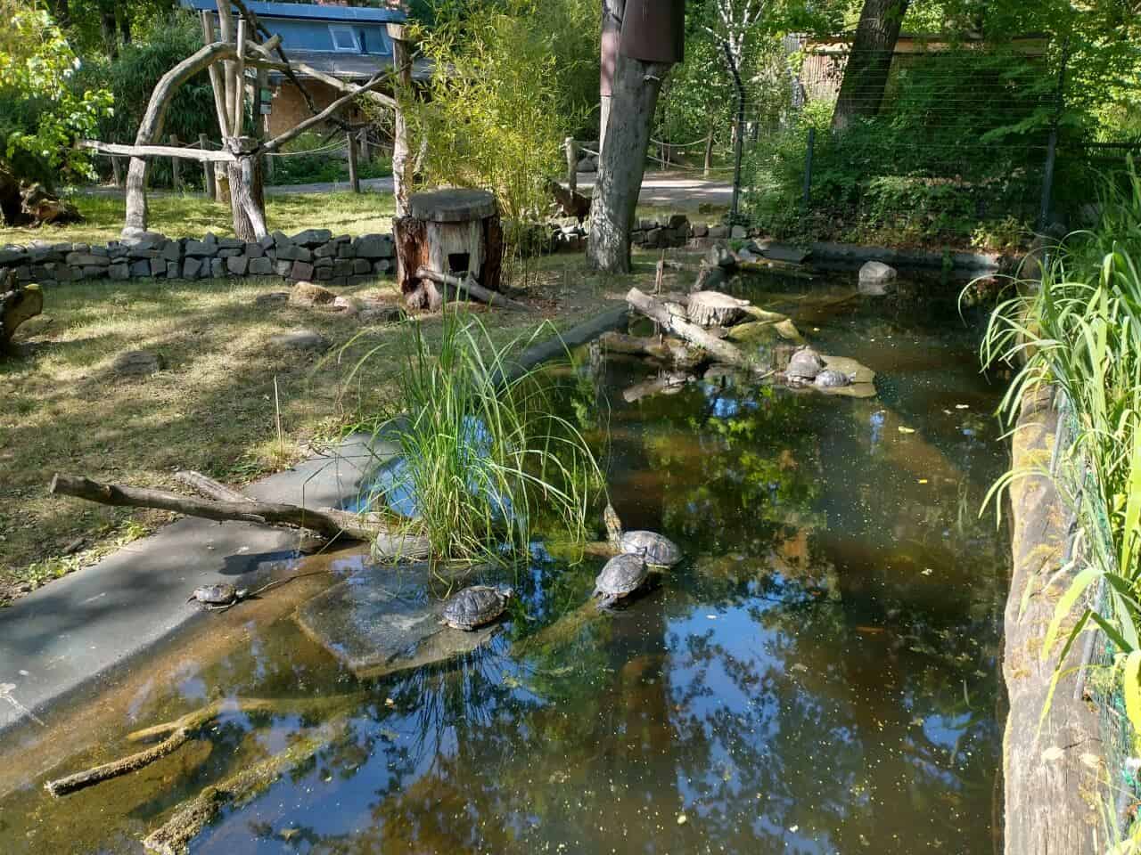 Zoologischer Garten Magdeburg- Wasserschildkröten