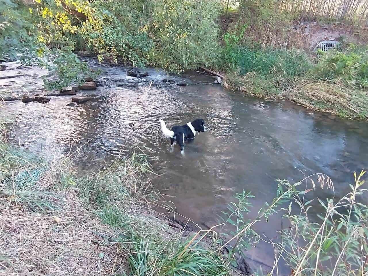 Entwicklung zum Junghund - Udo lernt auch das schwimmen, - anfangs tappst er nur durch den Fluss