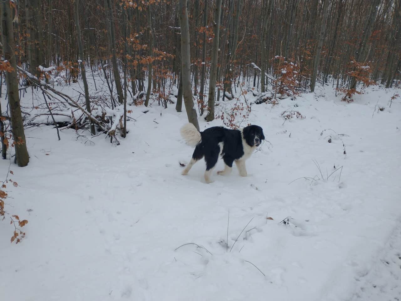 Mein erster Winter - Landseer Udo läuft durch den verschneiten Wald