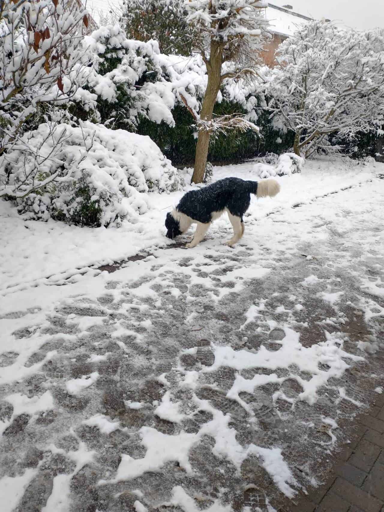 Mein erster Winter - Landseer Udo stöbert über den verschneiten Hof