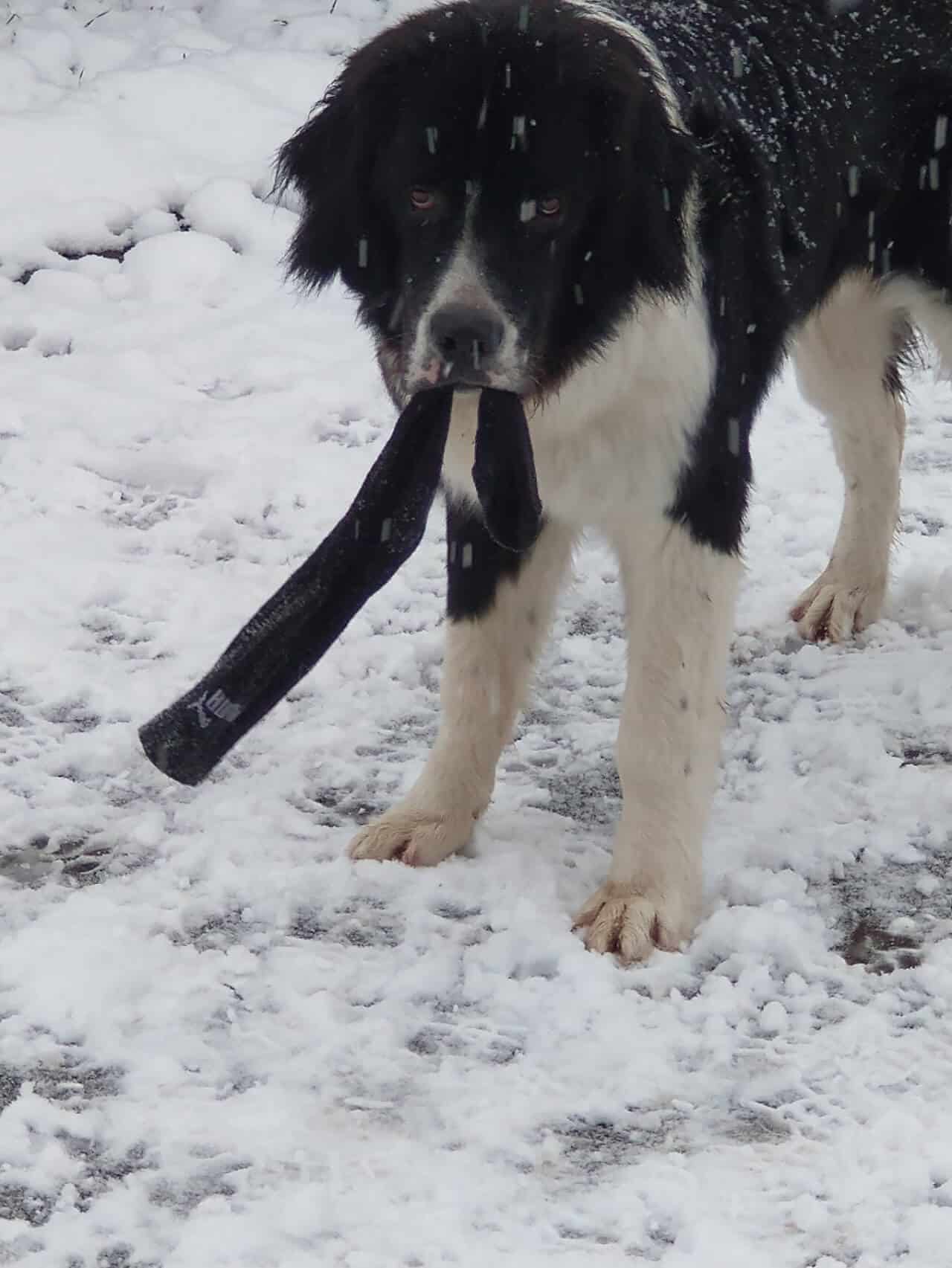 Mein erster Winter - Landseer Udo hält eine Socke in der Schnauze und will spielen, während es auf ihn herab schneit