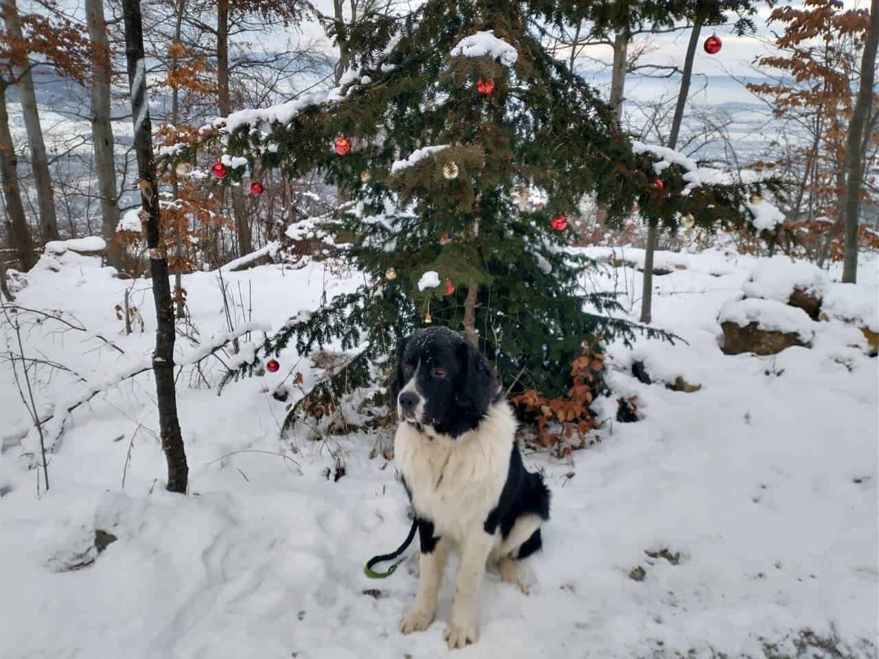 Mein erster Winter - Landseer Udo sitzt im verschneiten Wald, vor einer geschmückten Tanne