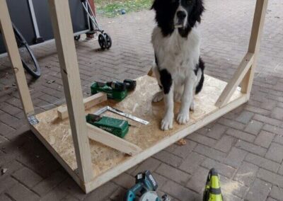 Landseer sitzt Probe auf Grundgerüst der Hundehütte - Bodenplatte mit Rahmen für Vorder- und Rückwand