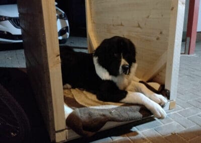 Landseer liegt auf Decke im Grundgerüst der Hundehütte mit fertigen Seitenwänden - vorn und hinten sind noch offen, das Dach fehlt