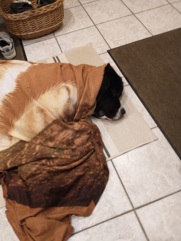 Mein erster Winter - schlafender Landseer, der mit Decke bis über den Kopf zugedeckt ist