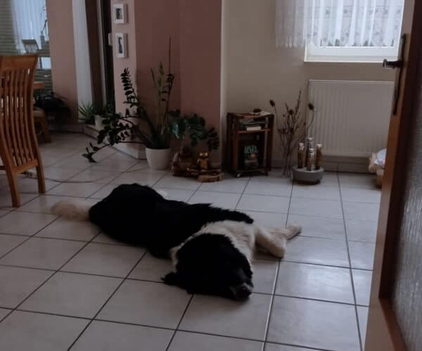 Milben beim Hund - im Wohnzimmer ist es so gemütlich