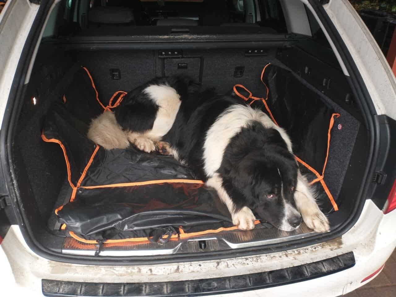 Hundegeburtstag - auch im Kofferraum wird es immer enger