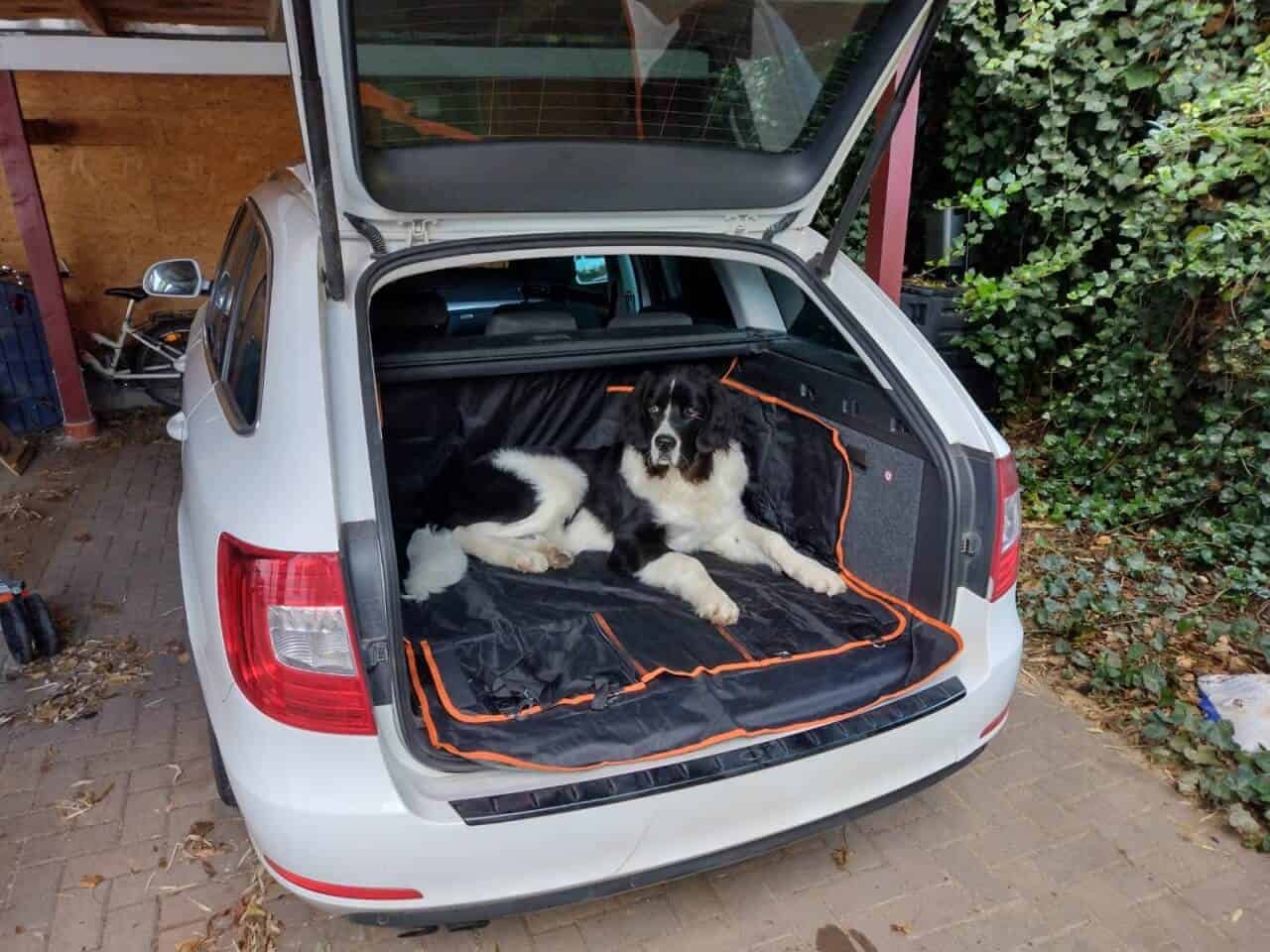 Hundegeburtstag - ich habe nur noch im Kofferraum genug Platz
