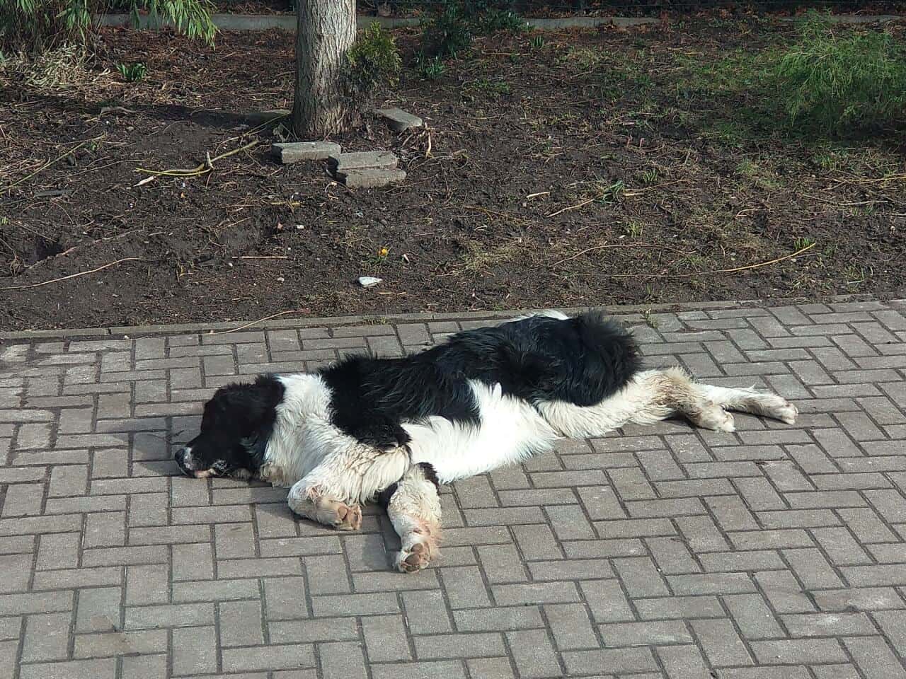 Hundegeburtstag - ich liebe es in der Sonne zu liegen