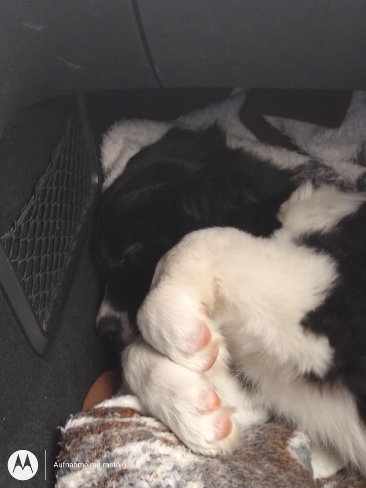 Tierarzt- Landseer-Welpe Udo schläft im Fußraum des Autos auf dem Weg zum Tierarzt