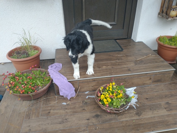 große Hunde - Landseer-Welpe Udo knabbert die mit Blumen bepflanzten Weidenkörbe vor der Haustür an