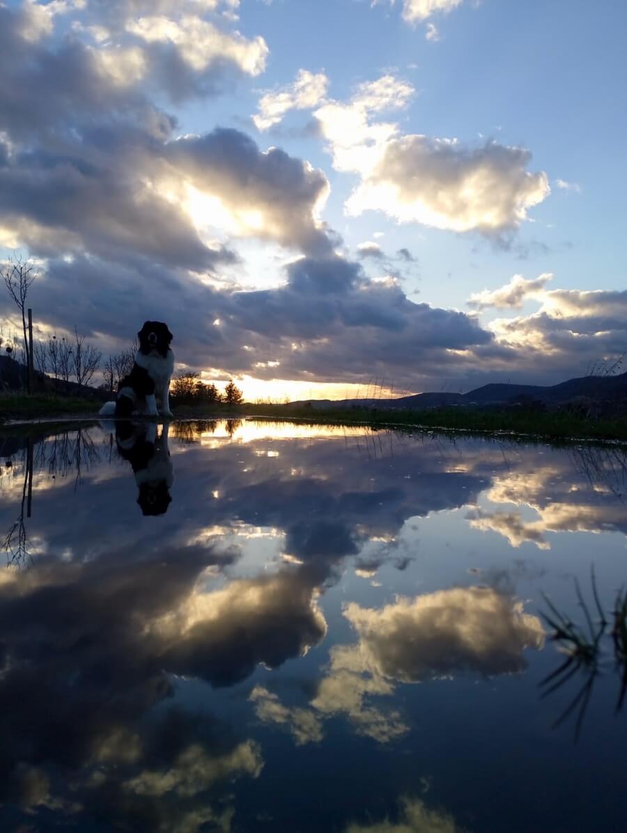 Landseer Udo - Sonnenuntergang und wolkenverhangener Himmel, der sich in einer riesigen Pfütze widerspiegelt, an deren Ende ein Landseer sitzt