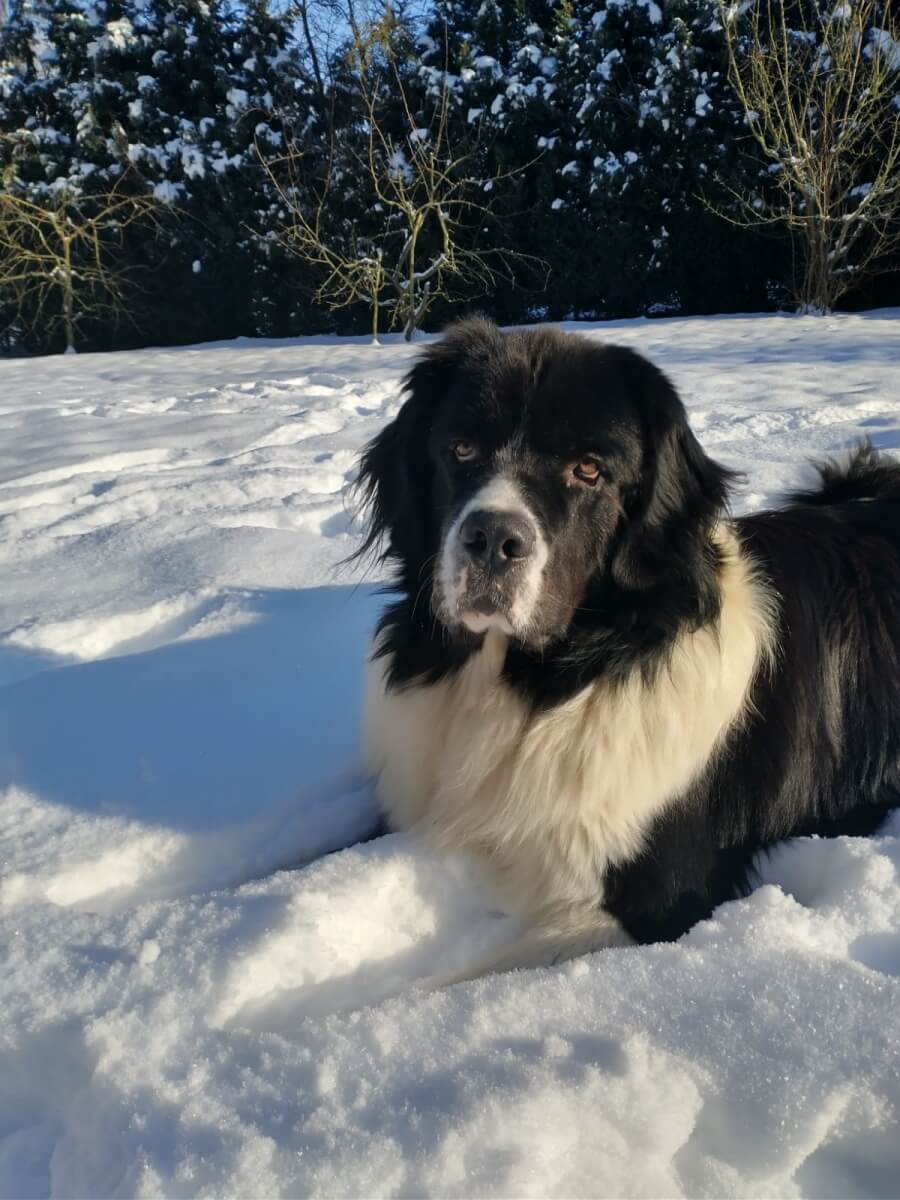 Landseer Udo - im Schnee liegender und zur Kamera schauender Hund
