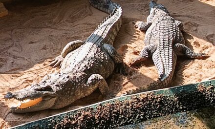 Das tolle Meeresaquarium in Zella-Mehlis – inmitten des Thüringer Waldes