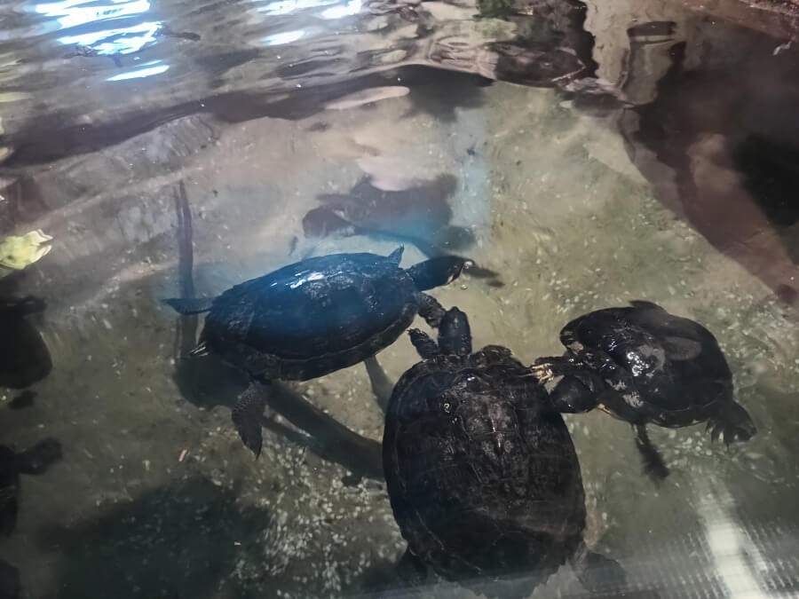 Meeresaquarium - Wasserschildkröten