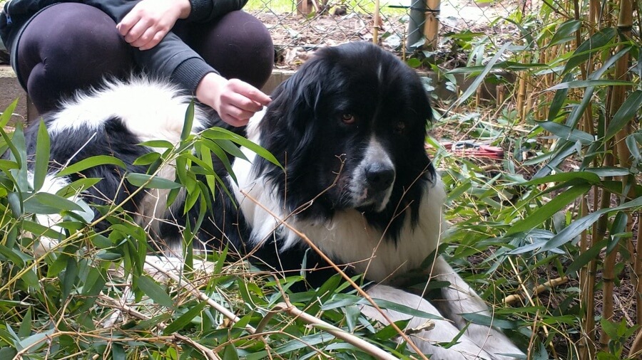 Landseer Leben- Hilfe bei der Gartenarbeit