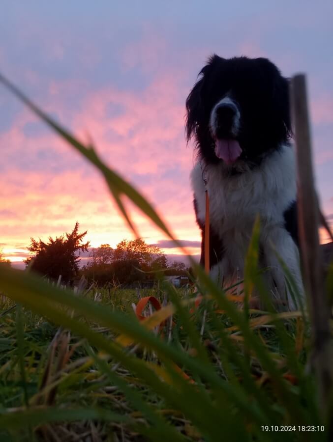 Landseer Udo - vor dem Sonnenuntergang