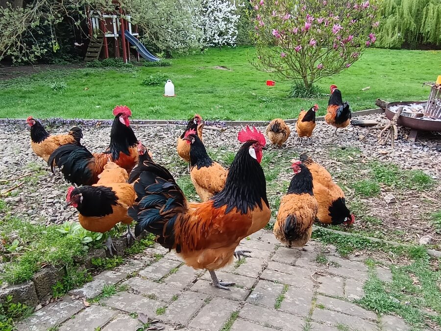 Landseer Leben- Vorwerk-Hühner im Garten