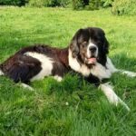 Landseer Leben- Udo lümmelt im Garten