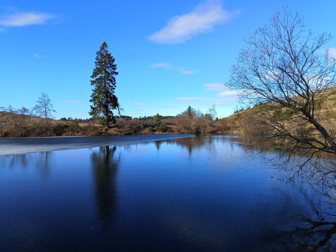 Brauner Hirsch Sophienhof - wandern entlang des Stierbergsteichs
